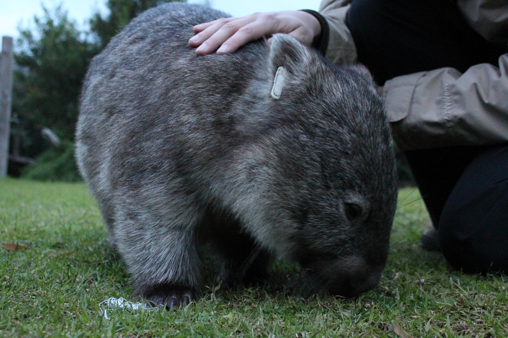 Wombat