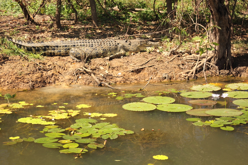 Saltwater Crocodile