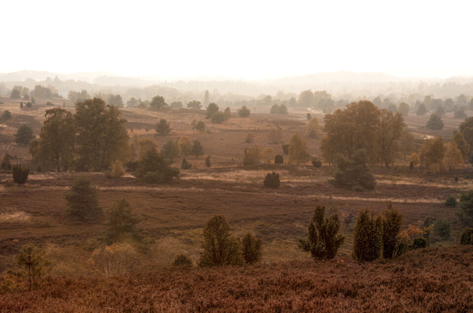 lüneburger heide