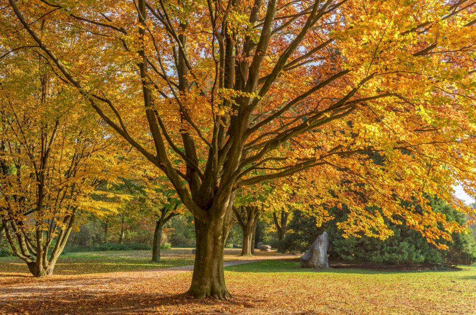 moerser schlosspark im herbst