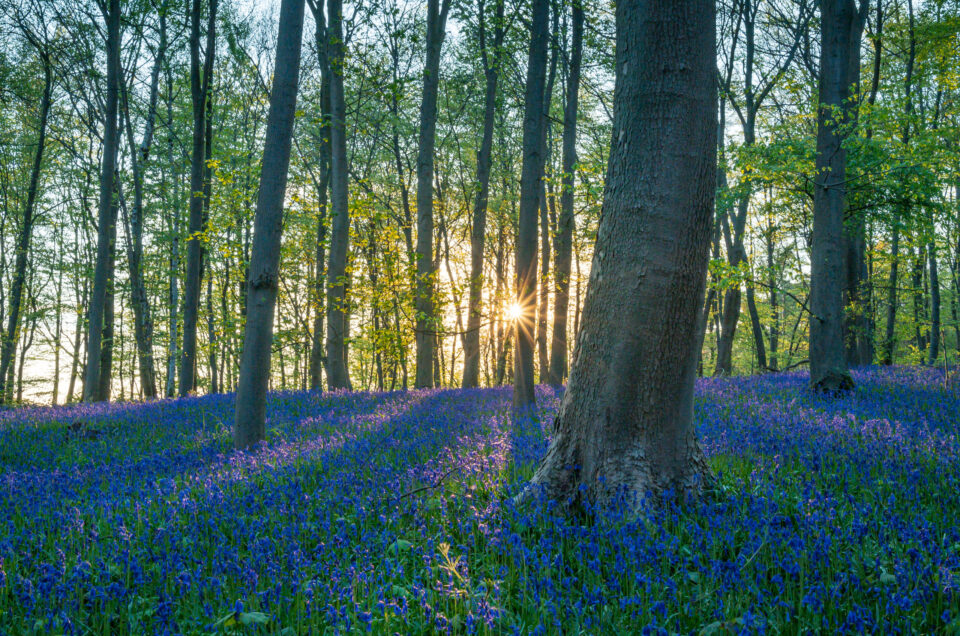 wald der blauen blumen