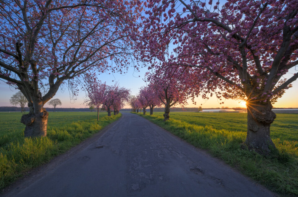 kirschblüte  in leuth