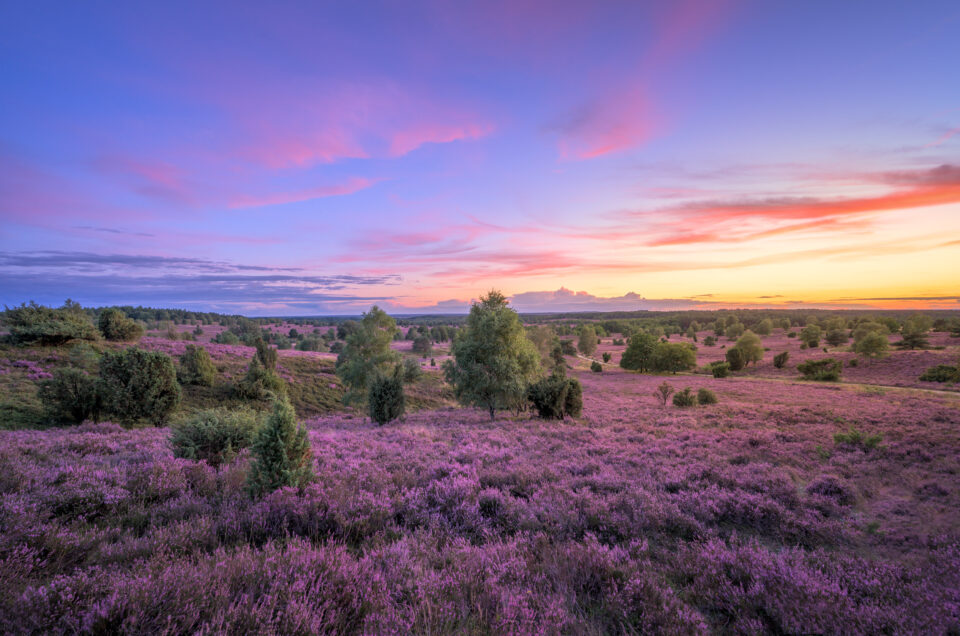 die heide blüht