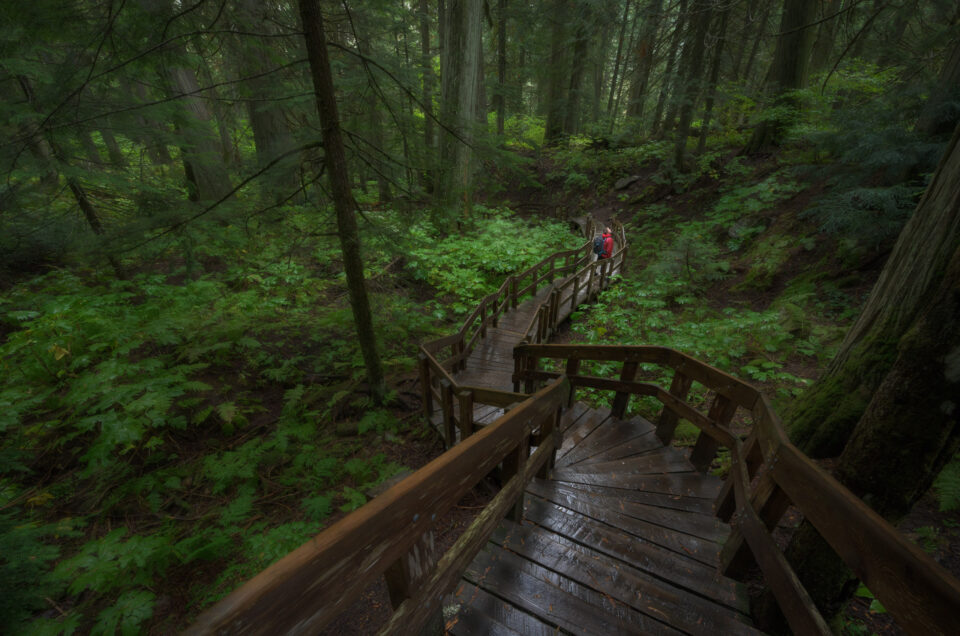 giant cedars boardwalk